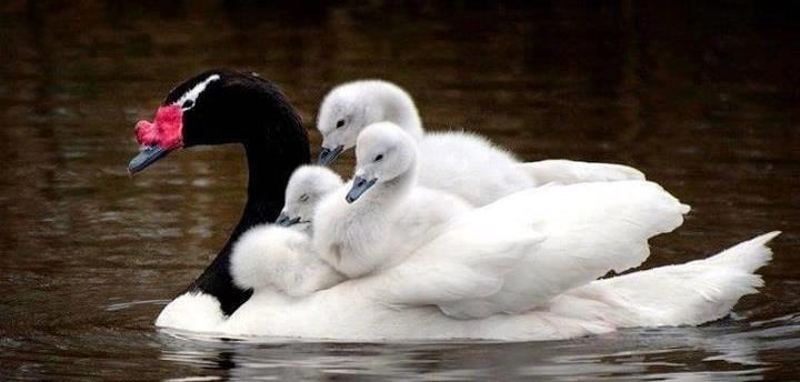 Brižna mama ko od šale doma vozi pačiće male