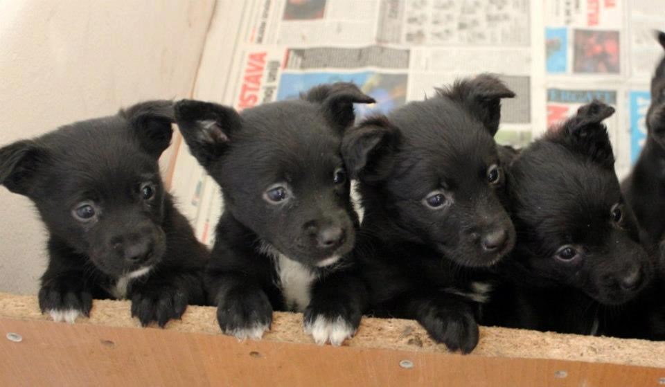 Usvoji me! I mene! I mene! I mene! I mene!