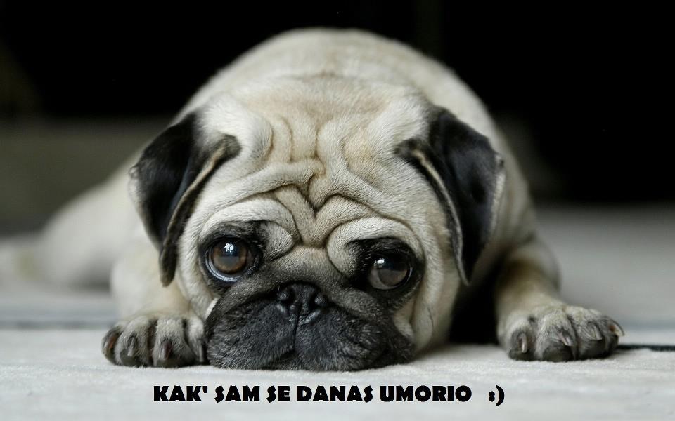 Mopsić jedva dočekao vrijeme za spavanac