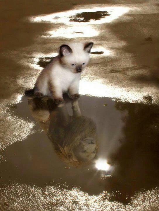 Kad sanjariš, sve možeš: Mačić lavljeg srca