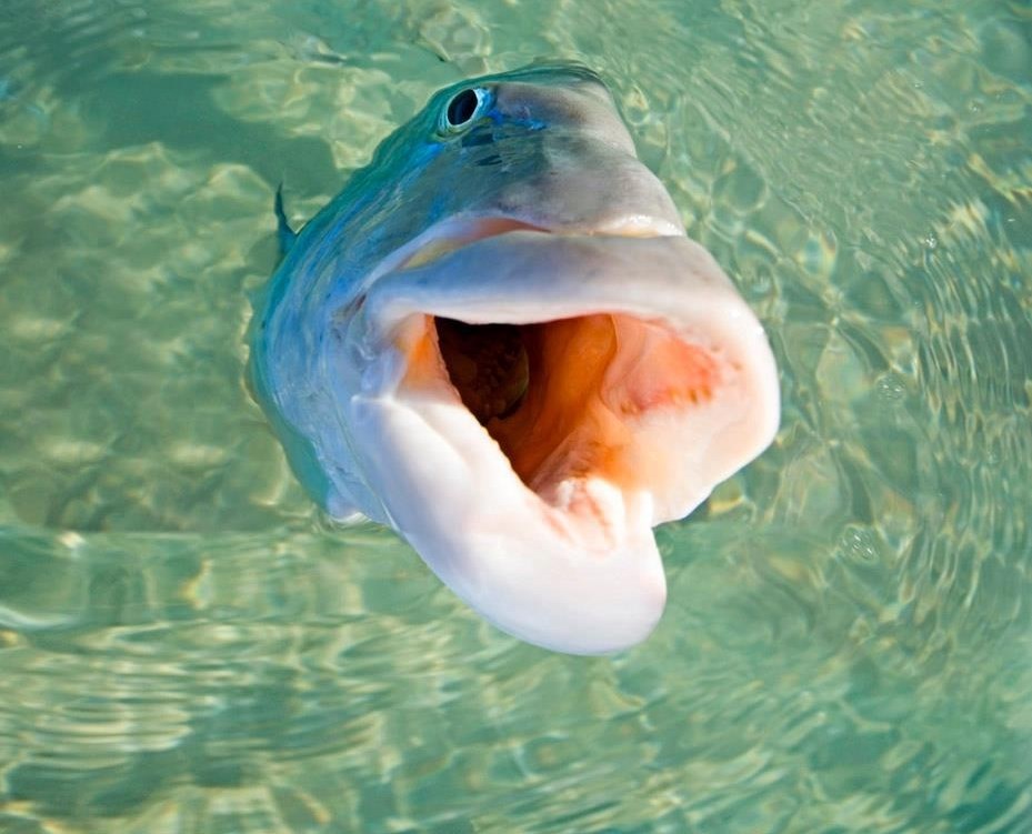 Gladna ribetina "snimila" fotić, izgleda ko dobar zalogaj