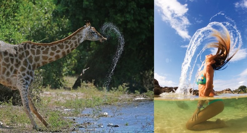 Zavođenje dokaz da su ljudi nastali od životinja?