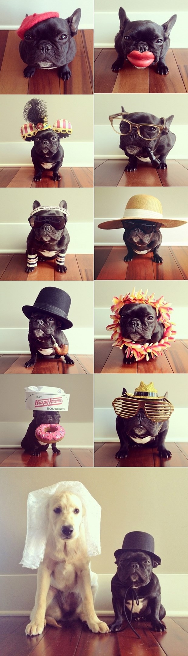 Francuski buldog profesionalni maneken