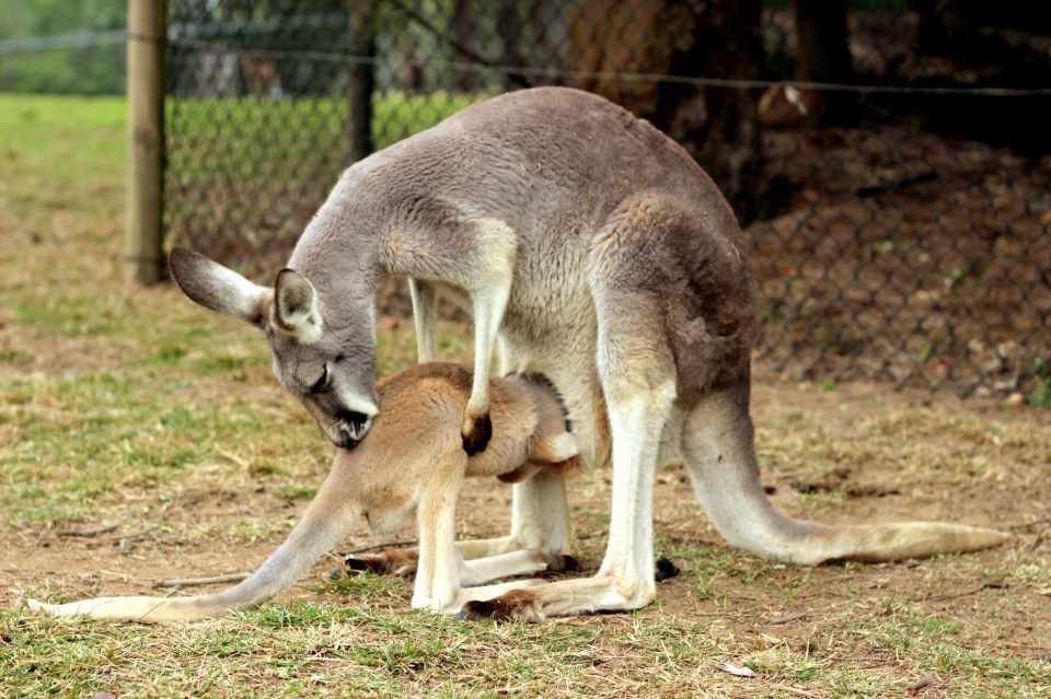 "Čekaj mama, prvo moram pospremiti nered u sobi"