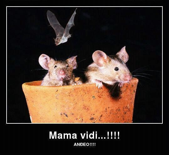 Miško vidio šišmiša, uvjeren da je to njegov anđeo