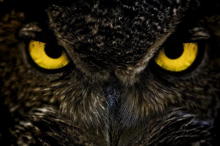Oči u oči sa sovom