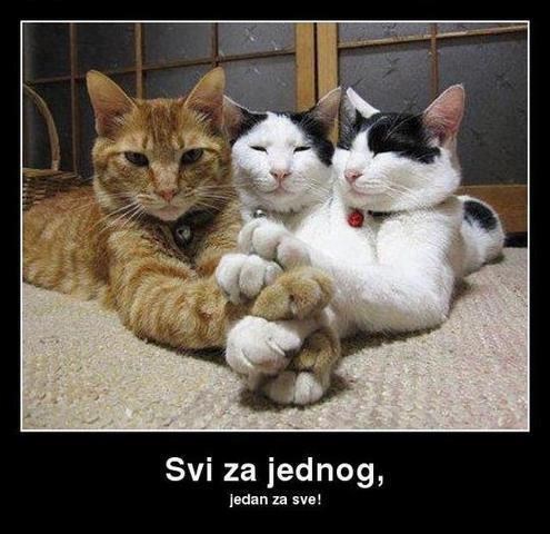 Kad se male šape slože sve se može