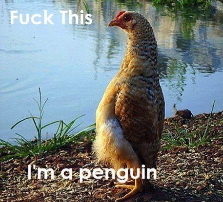 Kokoš odlučila "izaći iz ormara"