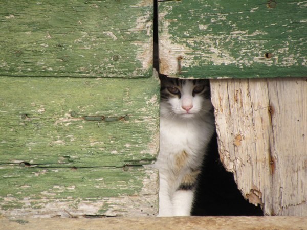 Mica se odlučila igrati skrivača