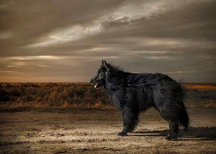 Pseći crni ljepotan