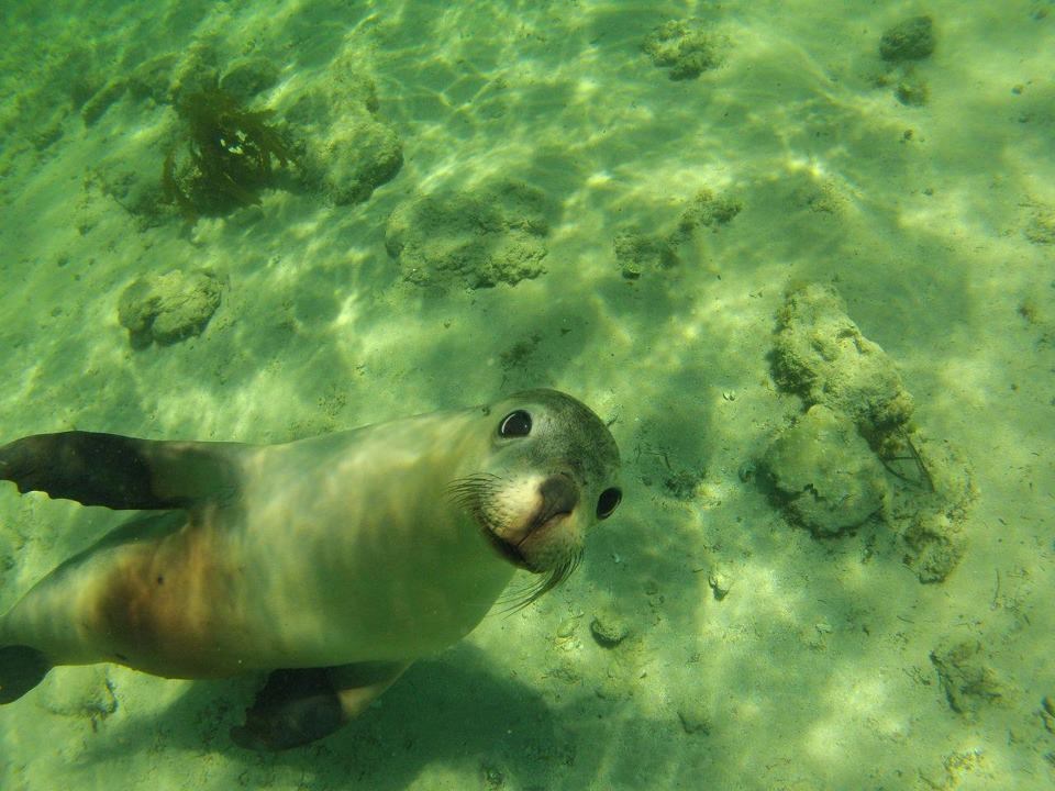 Dobro jutro, idemo se igrati?