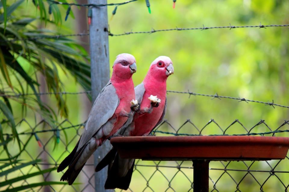 Papigice zajedno uživaju u doručku