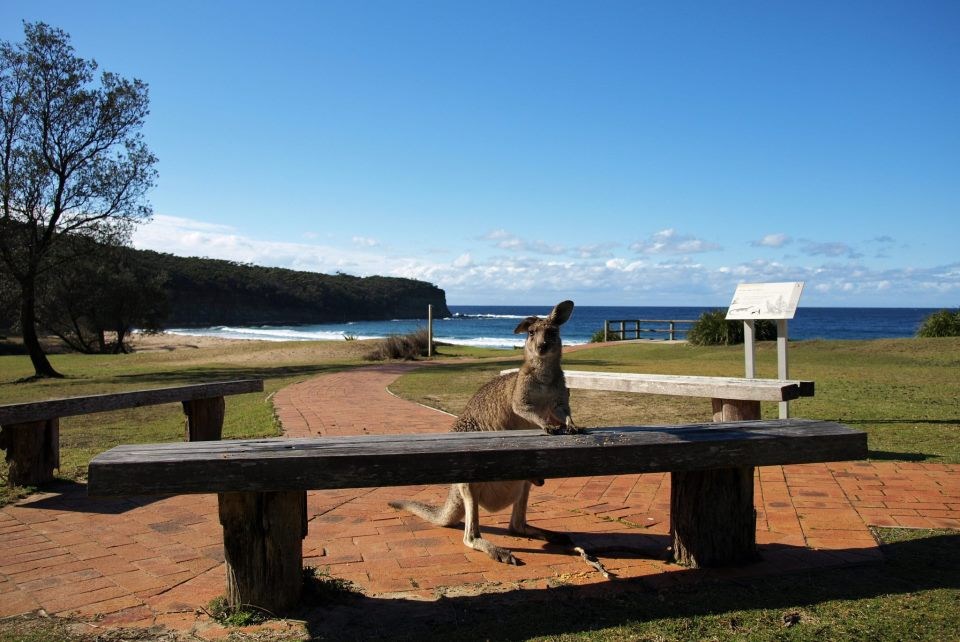 Klokan ima narudžbu: Mala, donesi kriglu!