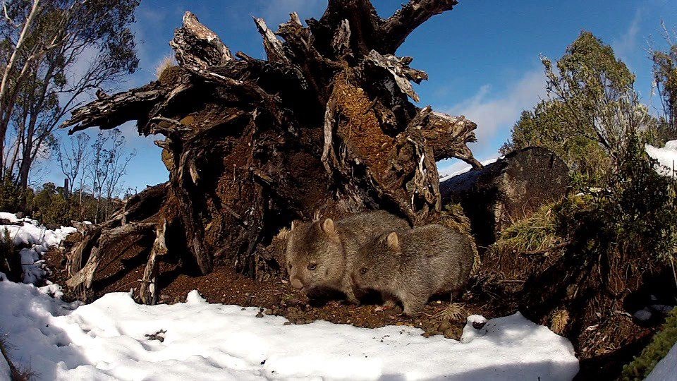 Vidiš, mališa, ovo je snijeg!