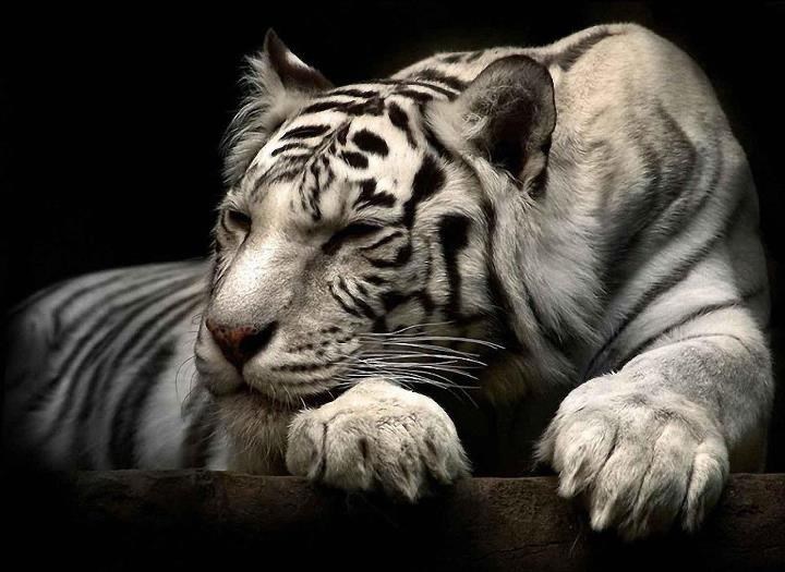 Prekrasni bijeli bengalski tigar utonuo u carstvo snova