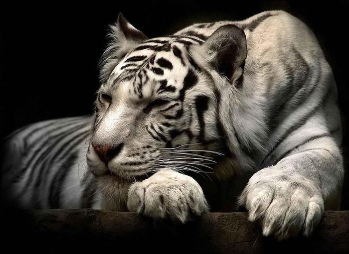 Prekrasni bijeli bengalski tigar utonuo u carstvo snova