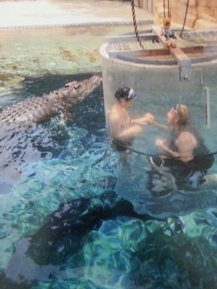 Kako krokodilima serviraju ručak...