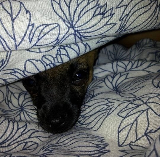 Pospani psić viri iz kreveta: Dobro jutro!