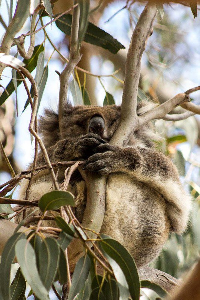 Koala sinoć malo previše popila