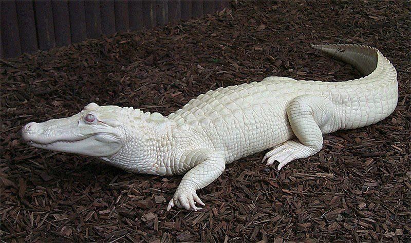 Albino krokodil
