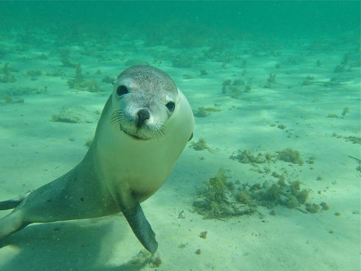 Znatiželjni morski lav