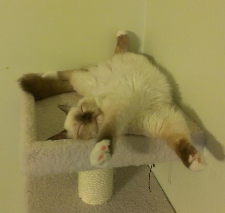 Mala pufasta maca u stanju je spavati u tisuću poza