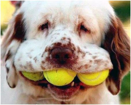 Gazda, daj još, još loptica mi daj, još ima mjesta!