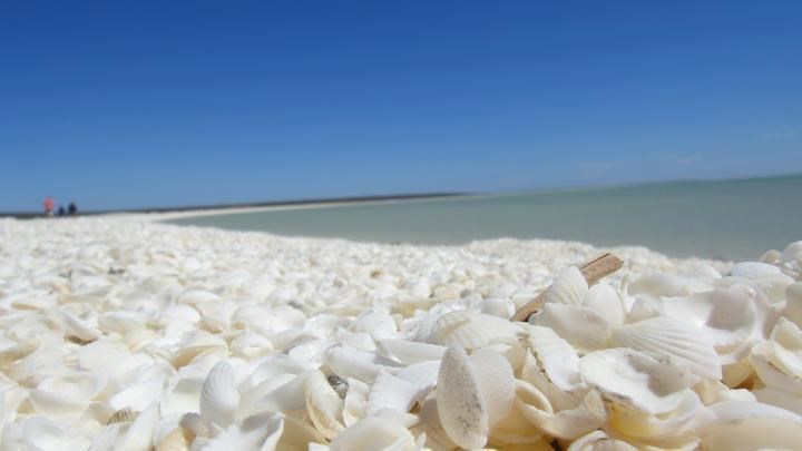 Plaža prepuna školjkica