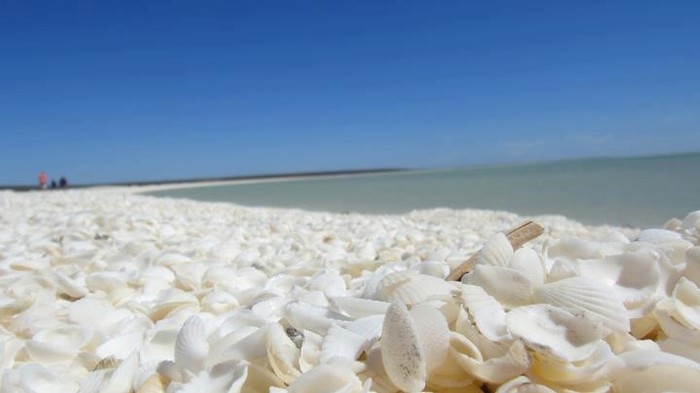 Plaža prepuna školjkica