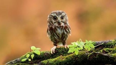 Znatiželjna sovica istražuje svijet