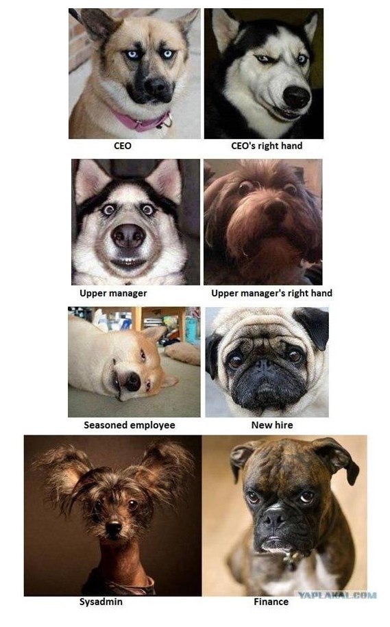 Poslovni svijet prikazan kroz pseće carstvo