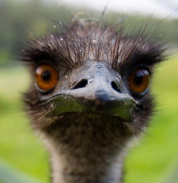 Jako fotogenični emu