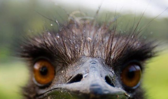 Jako fotogenični emu
