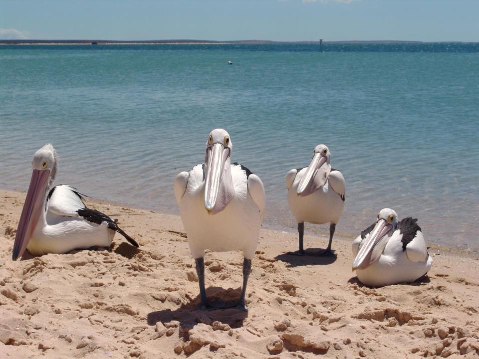 Alo, mala, šta slikaš ti? Nemoj da ti ja dođem!