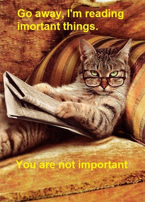 Načitana maca mrzi kad je se smeta dok čita izvješća s burze