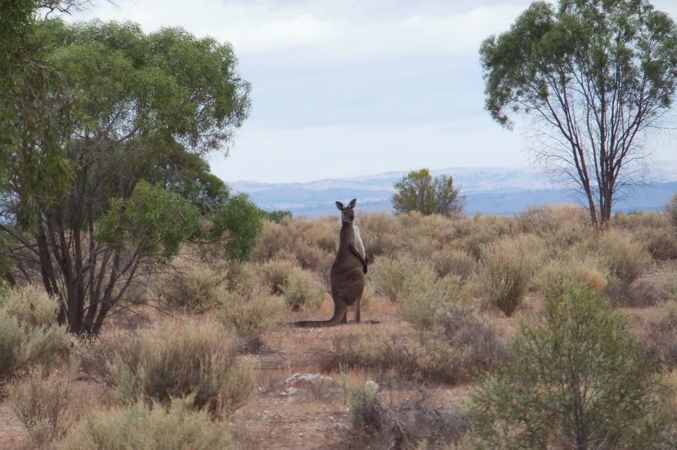 Klokan zastao za poziranje
