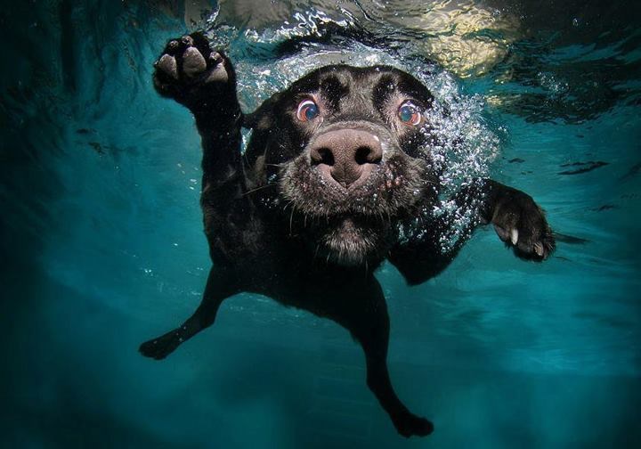 A šta me fotkaš dok ronim?!