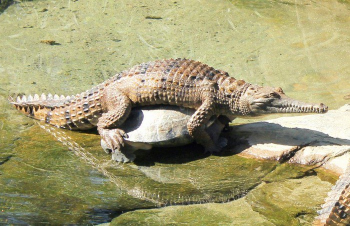 Krokodil želi da mu djeca žive do 500. pa obljubio kornjaču