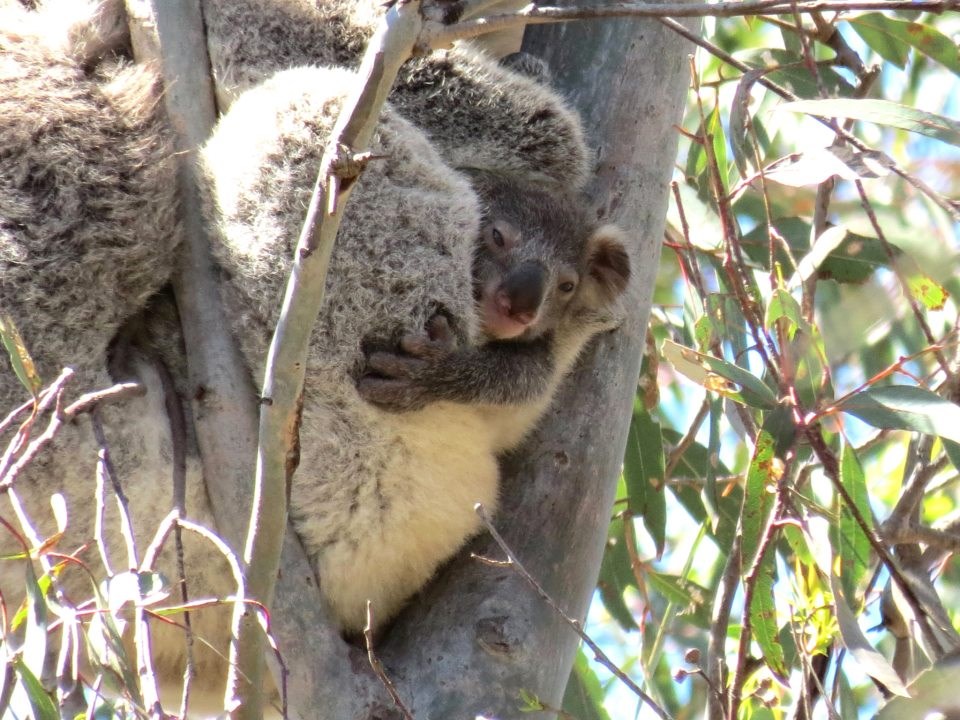 Mama, daj, opusti malo, daviš me!