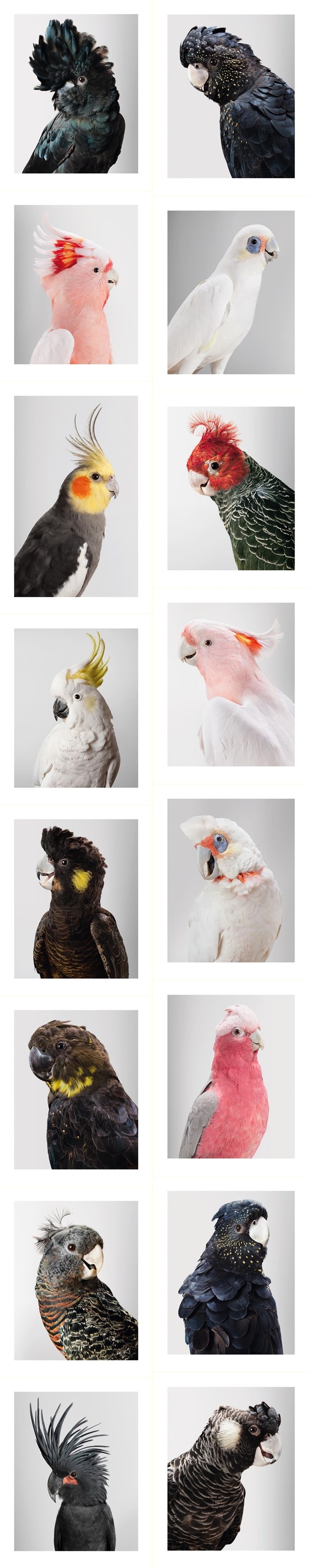 Papige pozerice spremno odradile snimanje za kalendar