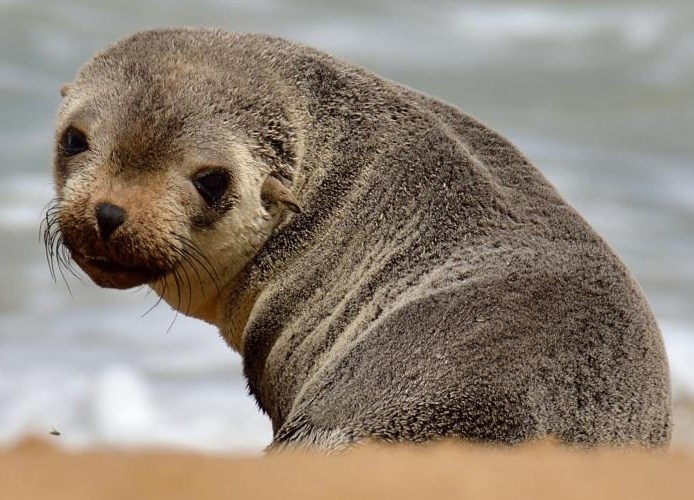 Morski lavić pogledom zove na igru