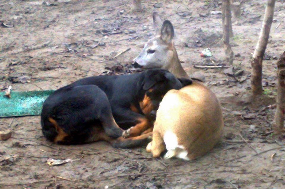 Prijatelji u nevolji - psić i lane paze jedno na drugog