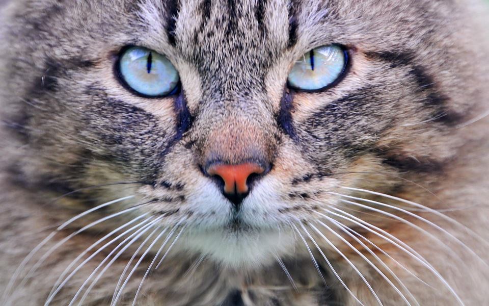 Te savršene mačje oči...