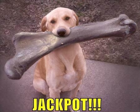 Pas dobio na lutriji