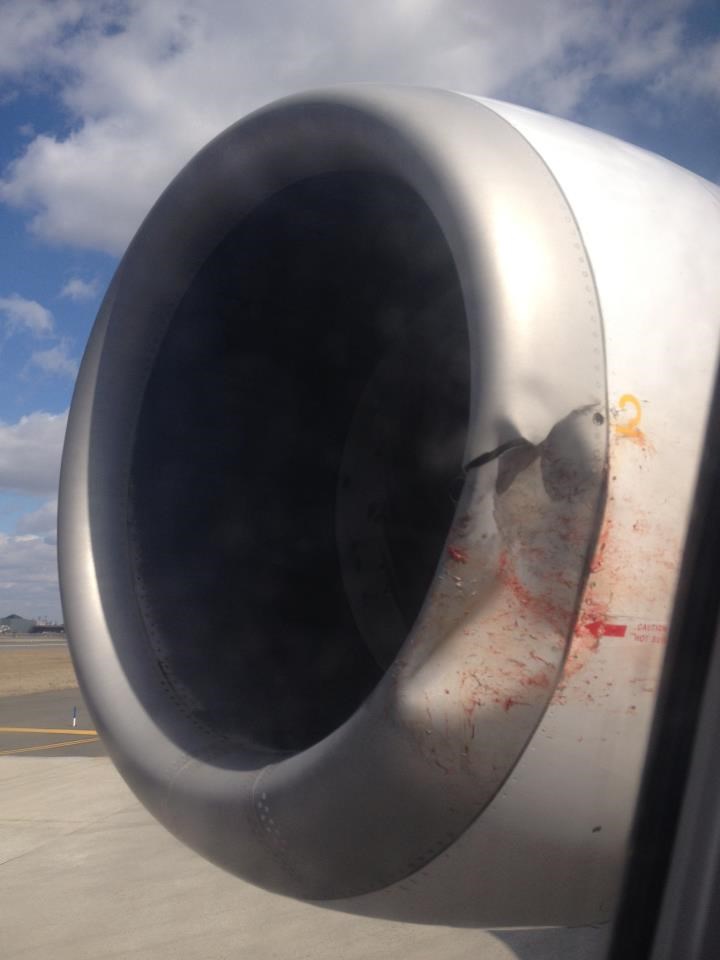 Mislim da se sudario s pticom