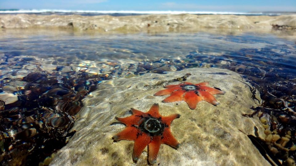 Morske zvijezde se odlučile osunčati
