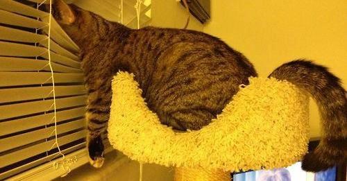 Micu macu svladao umor dok je zurila u susjedovo dvorište