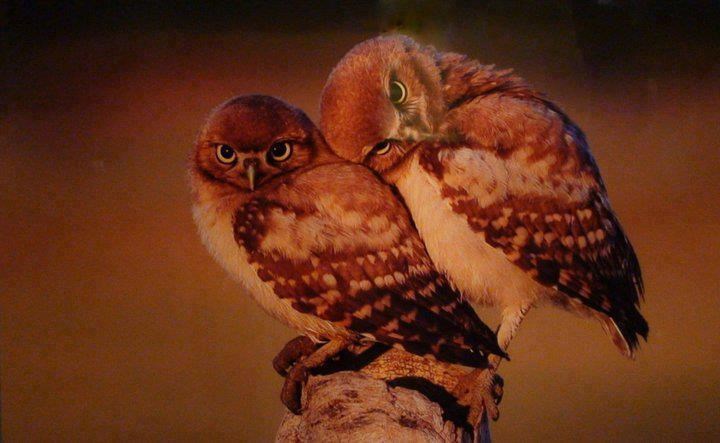 Zagrljene sovice spremne za utonuti u san