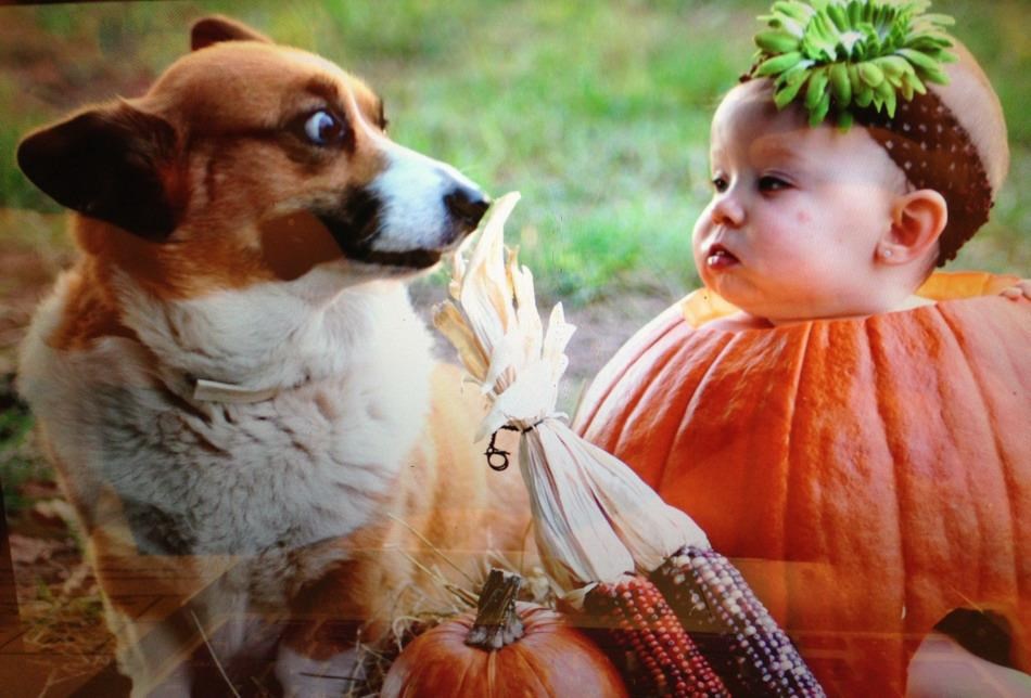 Pas u šoku: Klinci rastu iz bundeva?!