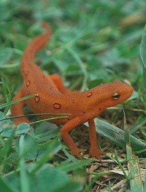 Fora narančasti gušterić